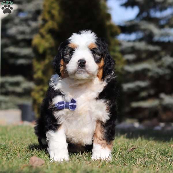Marlow, Bernedoodle Puppy